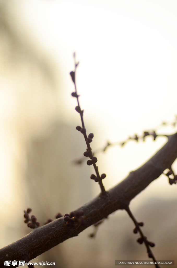 晨光中的花枝剪影