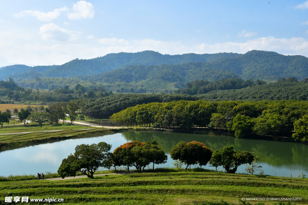 泰国森林河流树木大自然