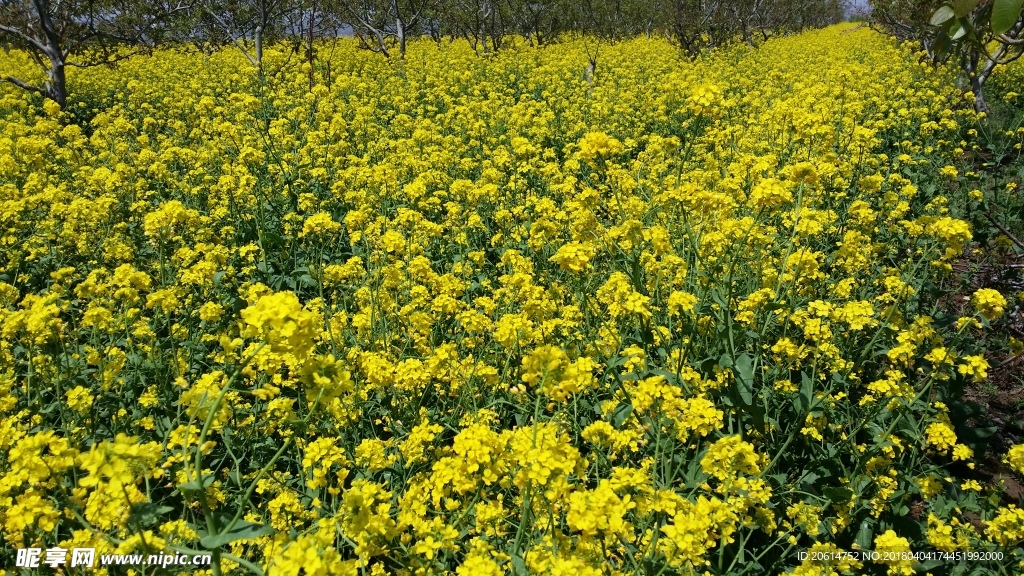 金灿灿的油菜花