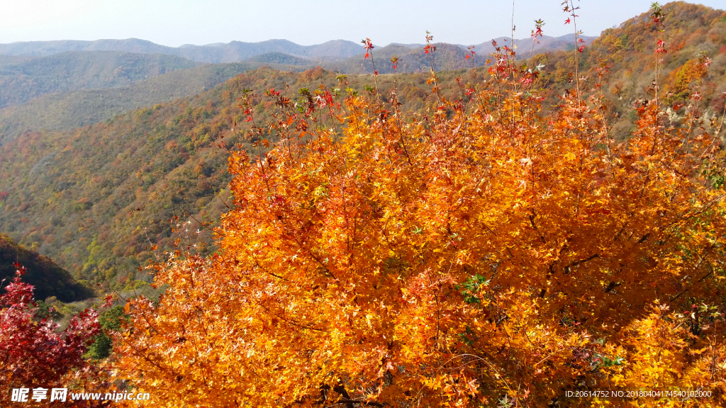 满山红叶