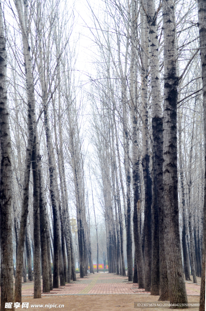 杨树林里的小路