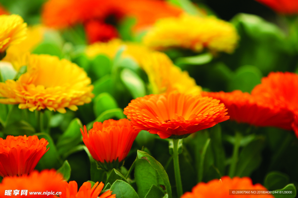 摄影作品花 植物 红色 黄色