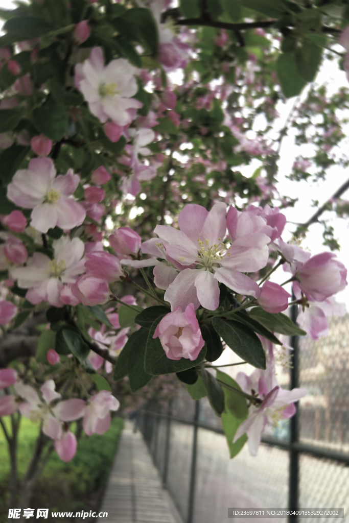 花 海棠 绿色 树 春天