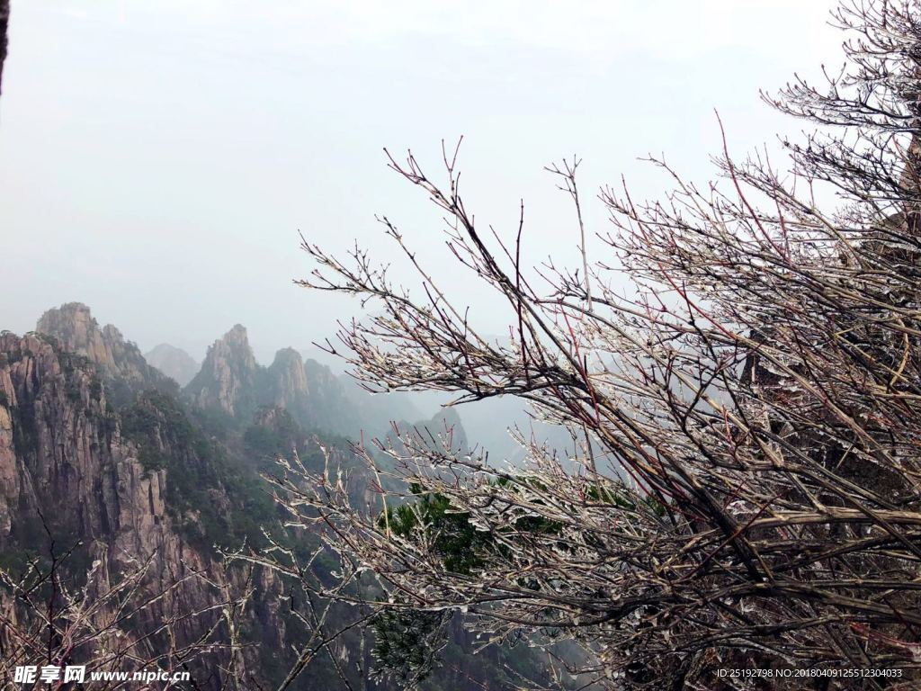 黄山冰树