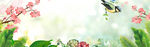 春天小鸟BANNER