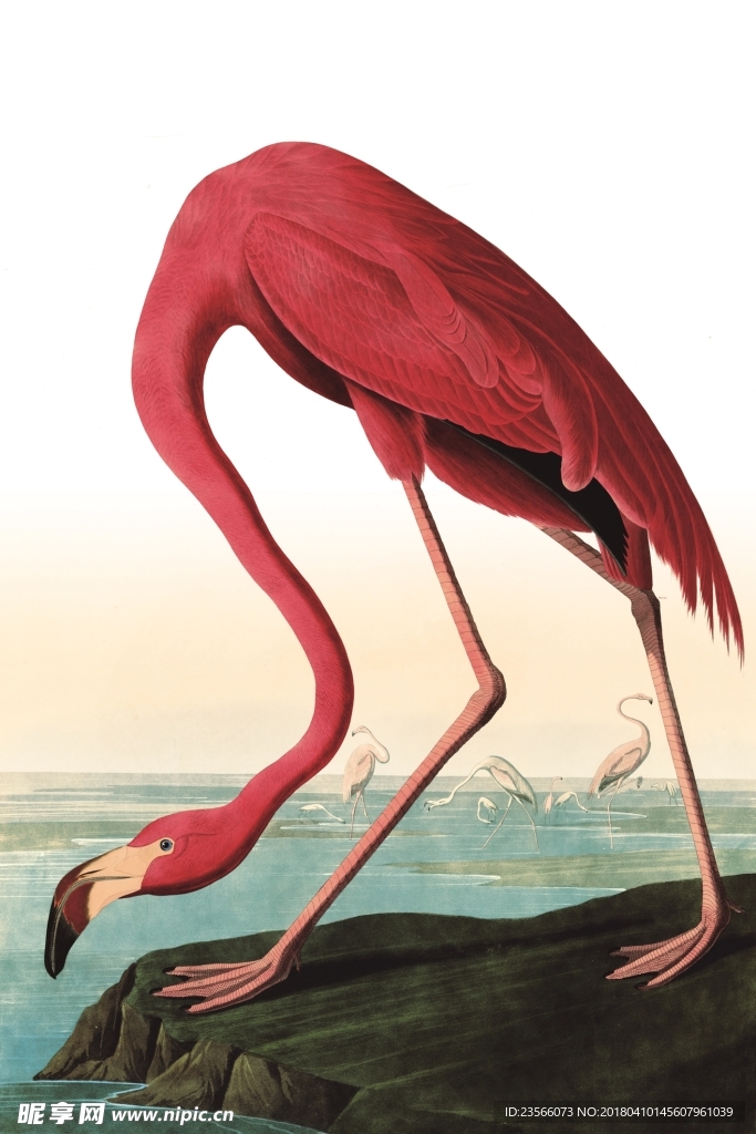 红色动物丹顶鹤画