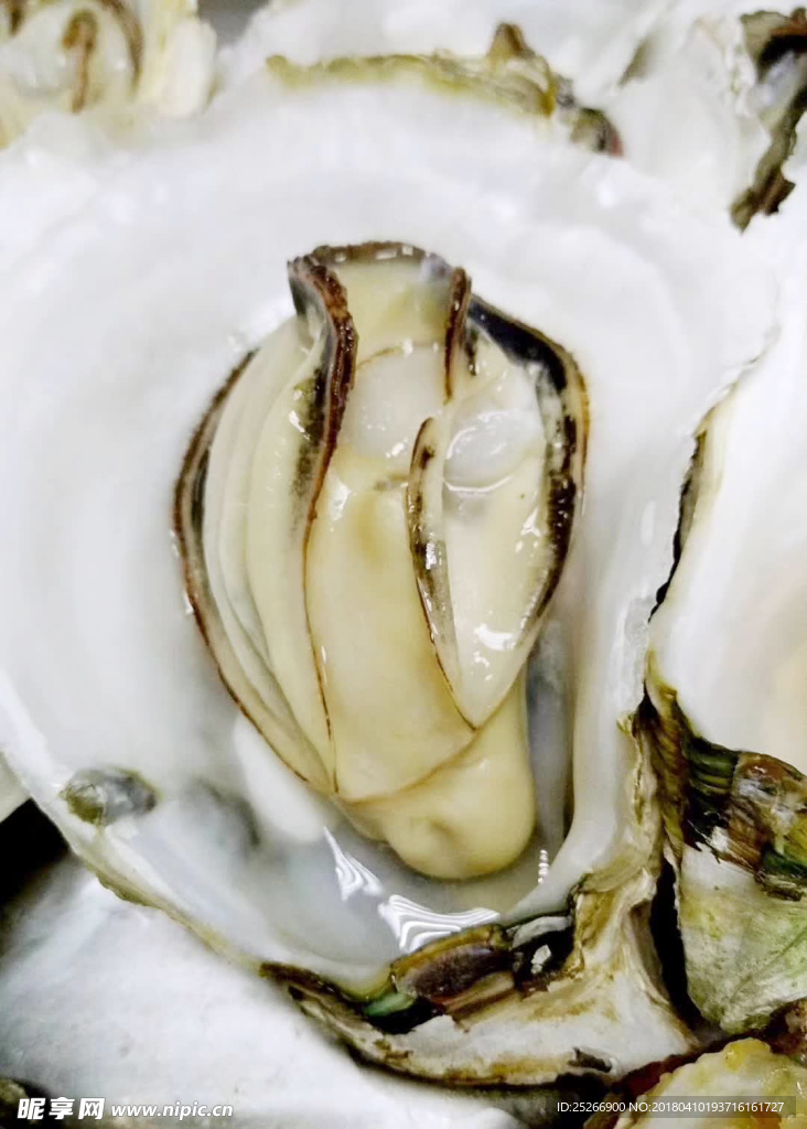 生蚝