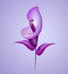 电脑鼠绘马蹄莲