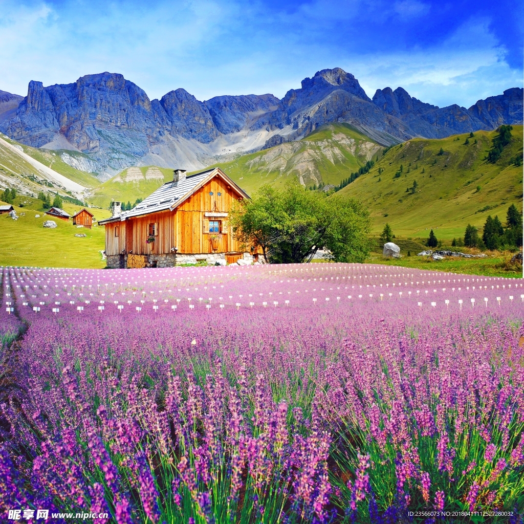 田园薰衣草地风光