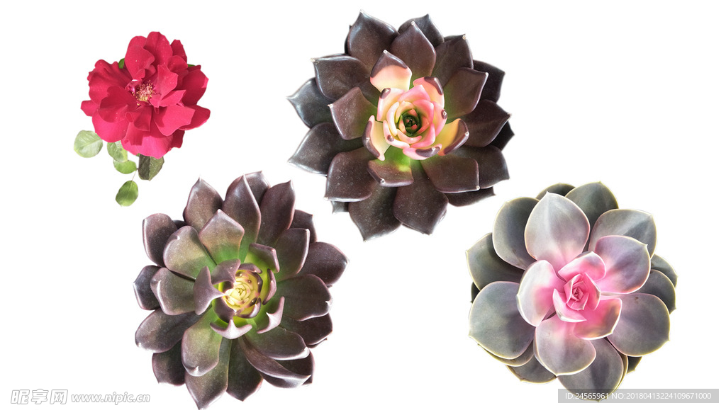 月季花  多肉