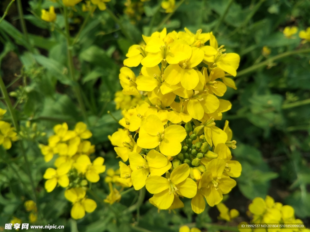油菜花图片