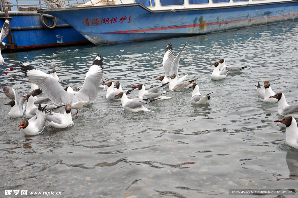 青海湖的鸟类