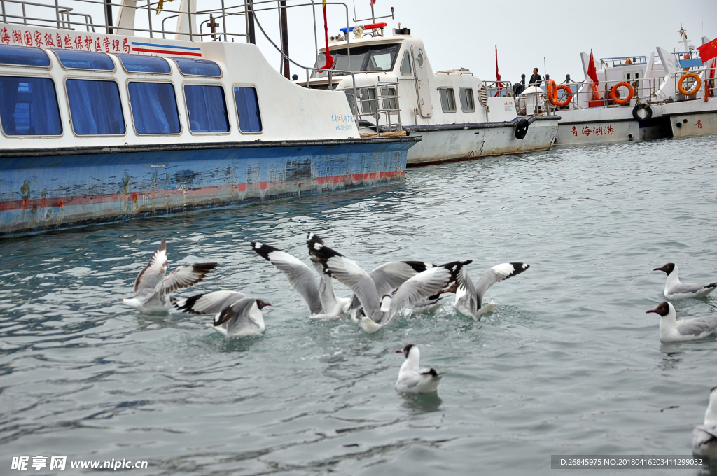 青海湖棕头鸥