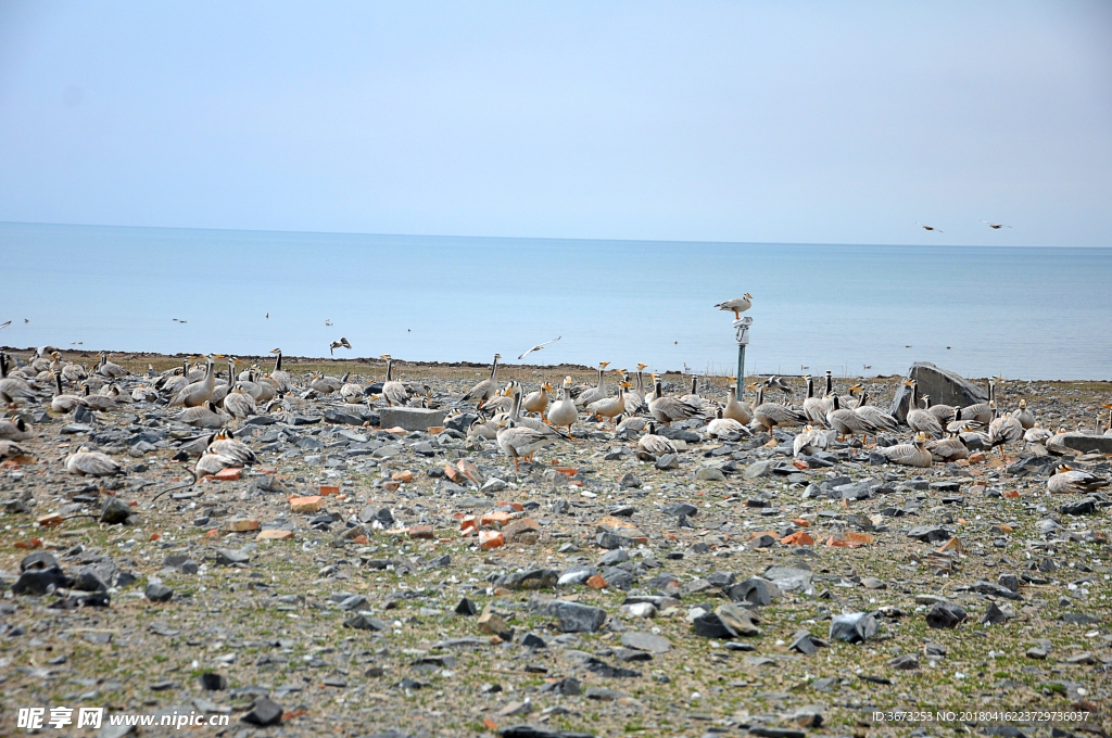 青海湖鸟类栖息地