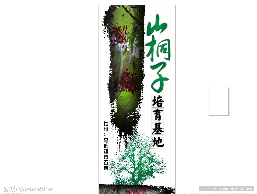 山桐子培育基地