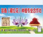 藏红花蓝天白云绿草地