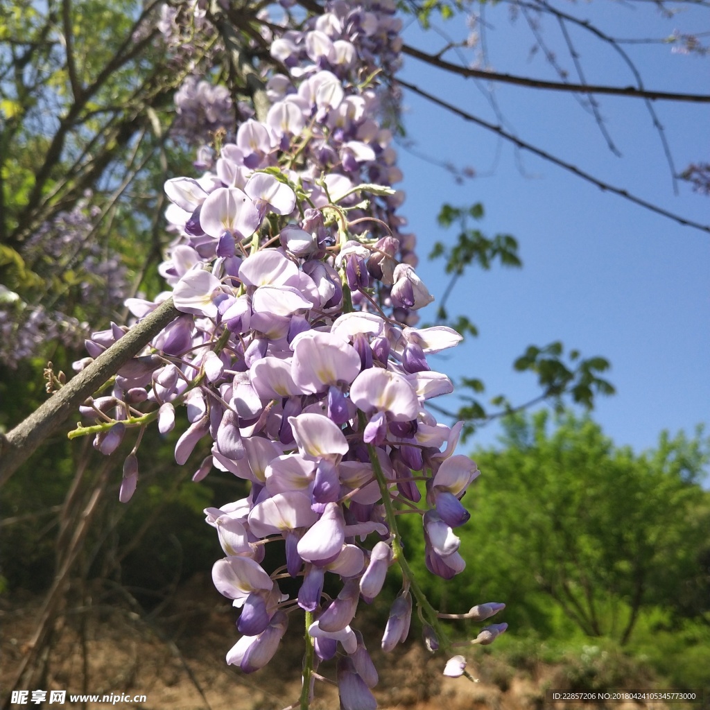 紫藤花
