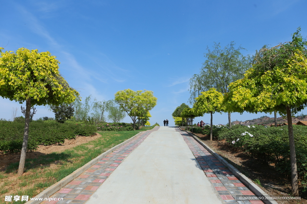 狼牙山  牡丹 花海 自然风景