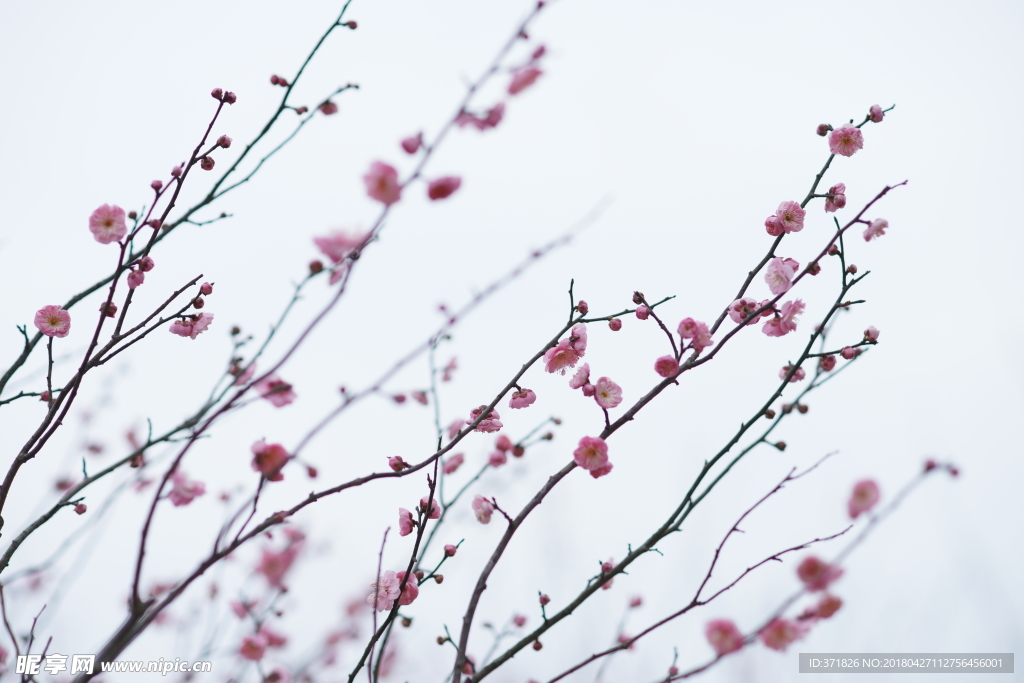 花  桃花  春天  天空 树
