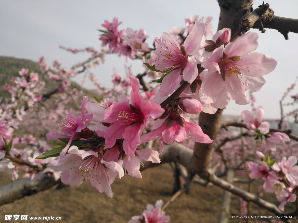 桃花 植物 花朵 花卉 盛开