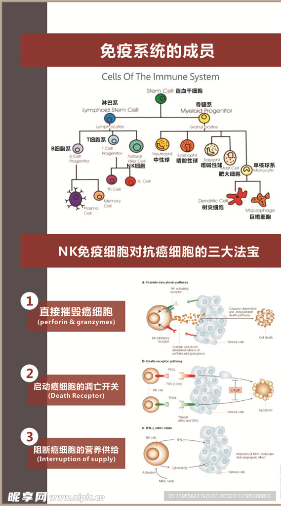 NK细胞 医学 科学 养老