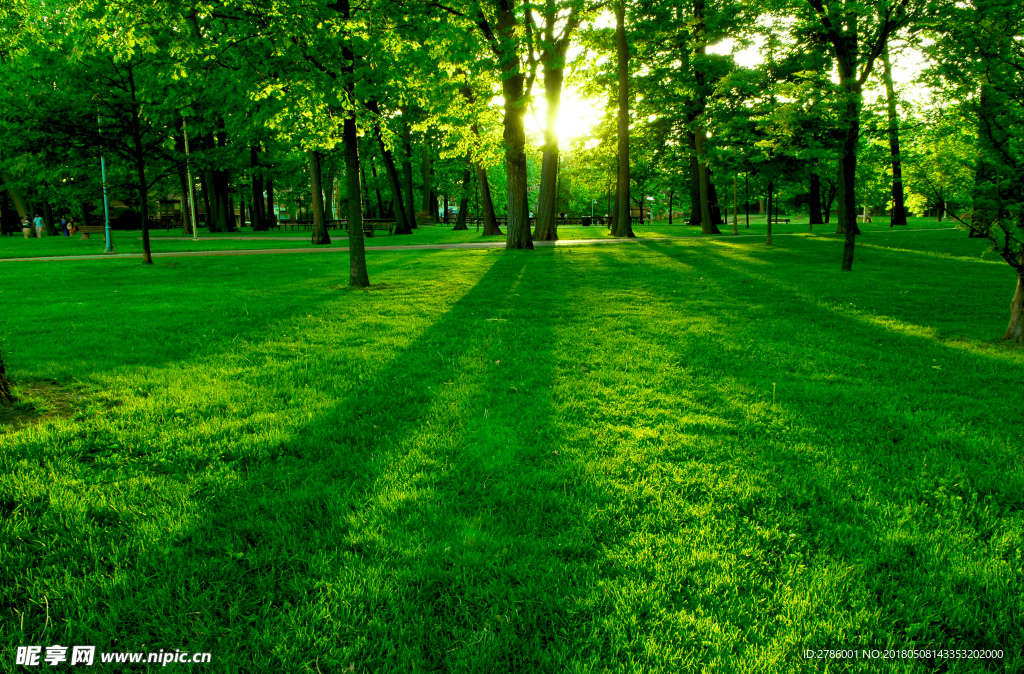 唯美绿色树林公园