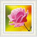 花开富贵  争艳