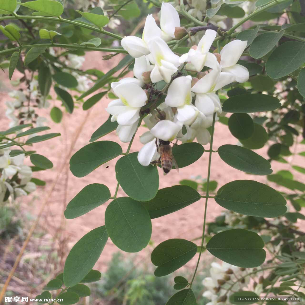 槐花   蜂蜜  高清图