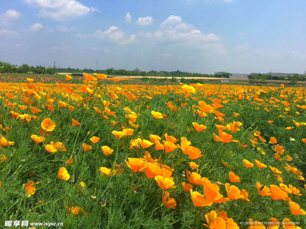 冰岛虞美人  花海  三台山
