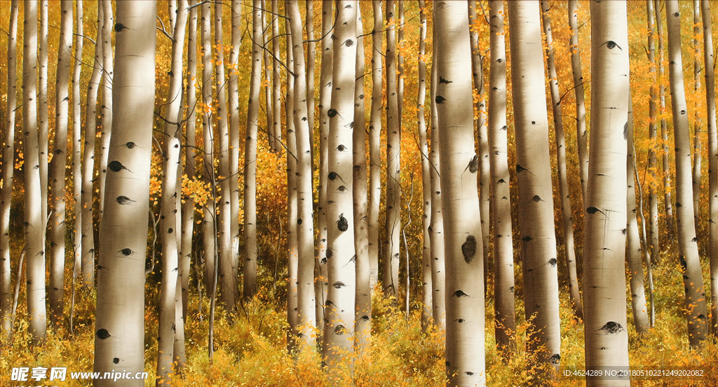 白桦树 风景油画