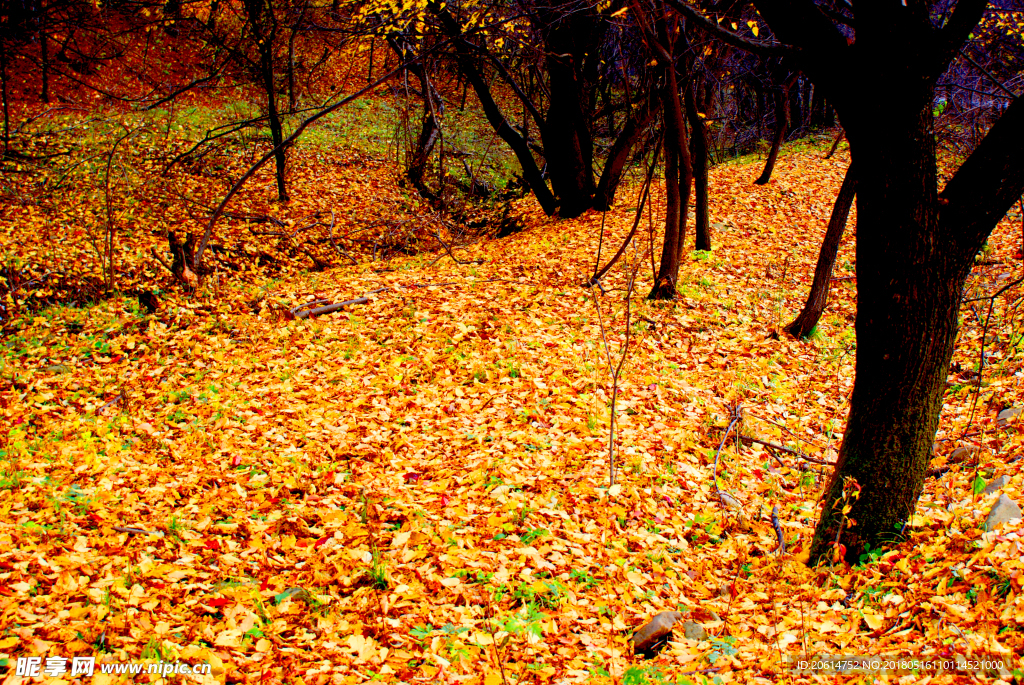 秋日里的树林风景