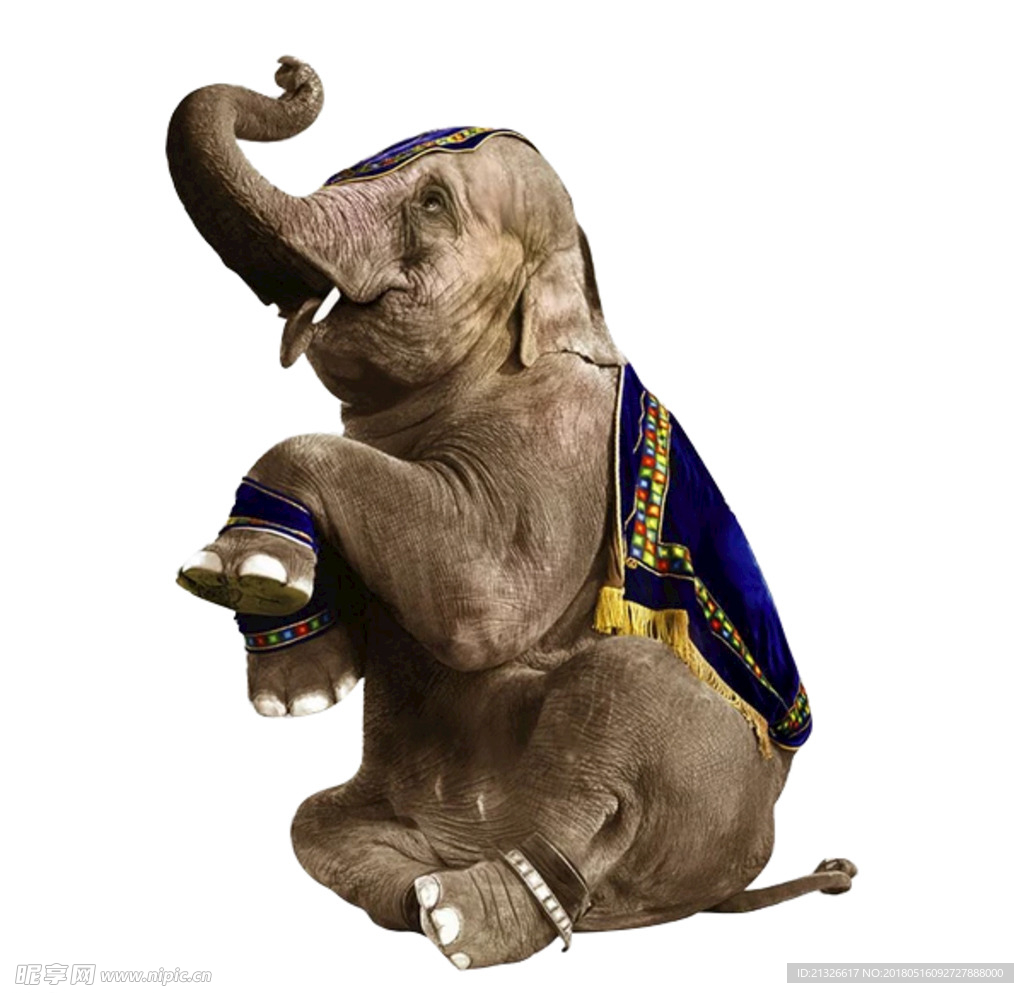 大象 象 小象 象群 各种象