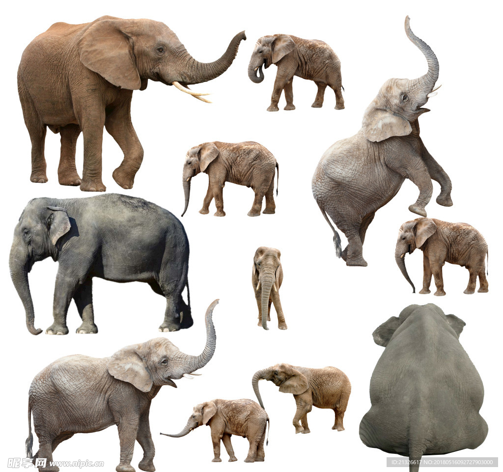 大象 象 小象 象群 各种象
