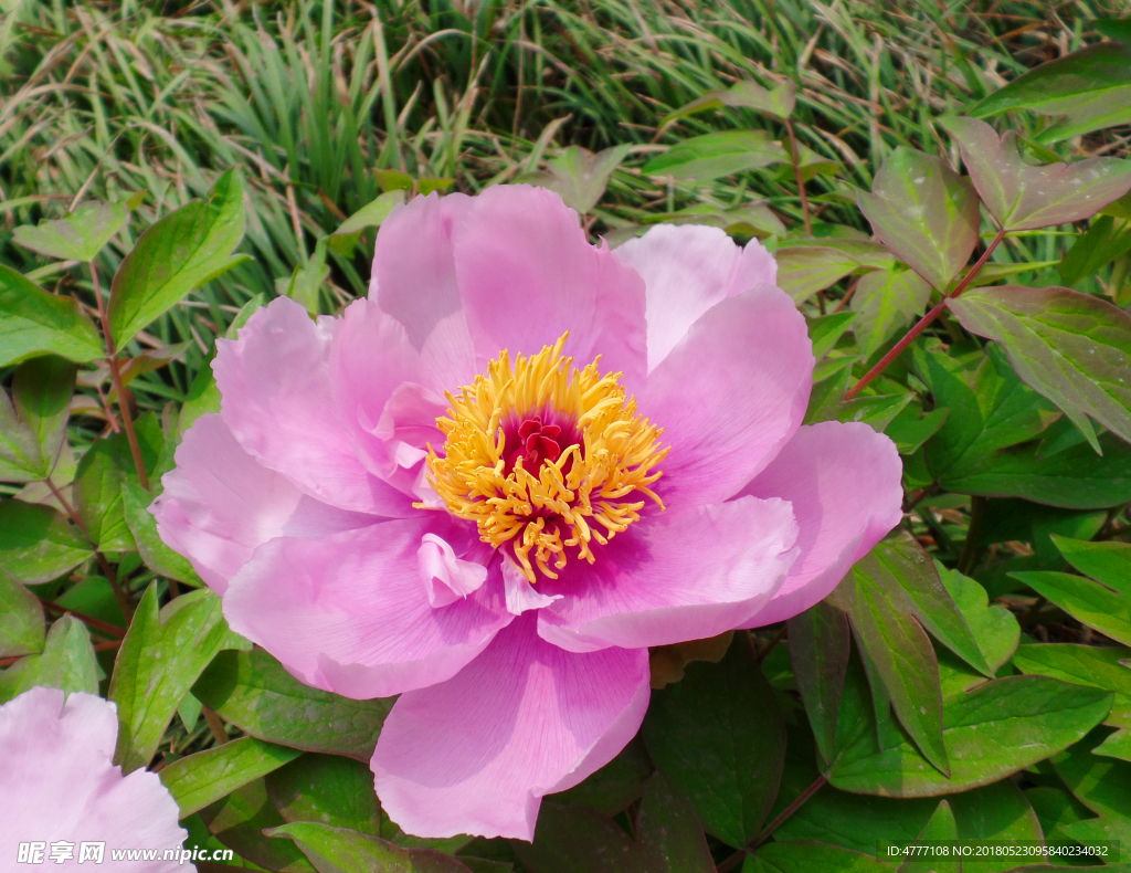 牡丹花    牡丹  洛阳牡丹