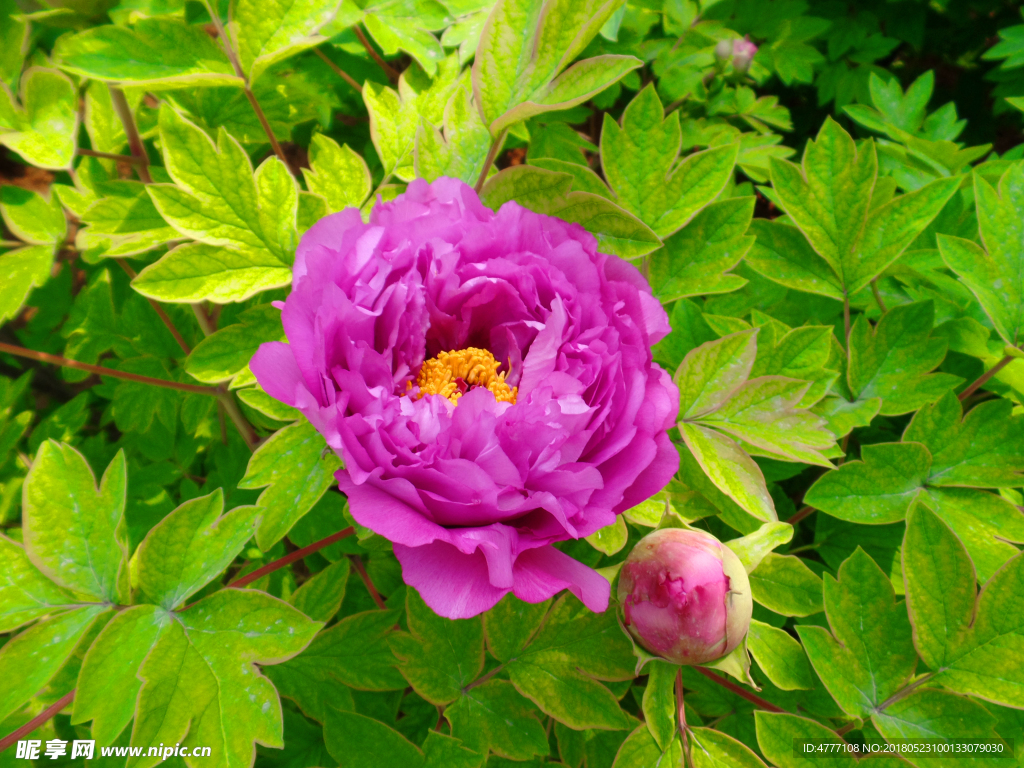 牡丹花    牡丹  洛阳牡丹