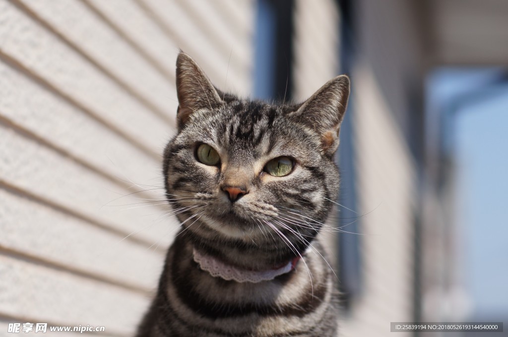 猫 小猫 可爱猫咪 可爱猫 宠