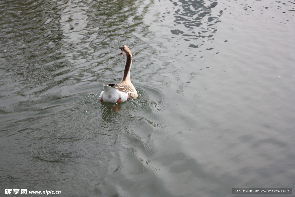 水中的鸭子