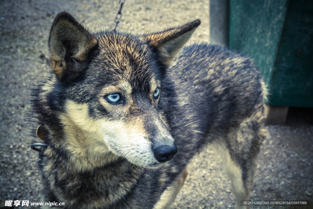 狗 犬类 宠物 摄影