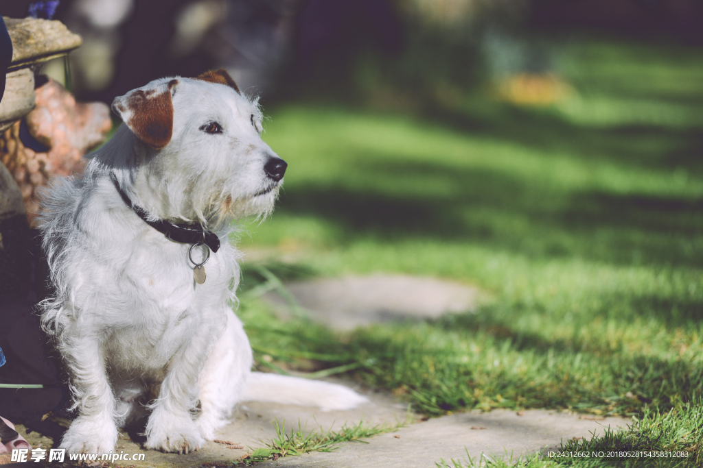 狗 犬类 宠物 摄影