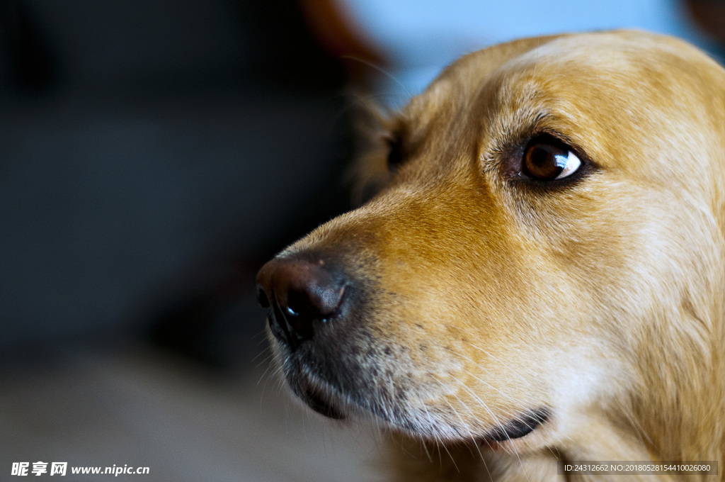 狗 犬类 宠物 摄影