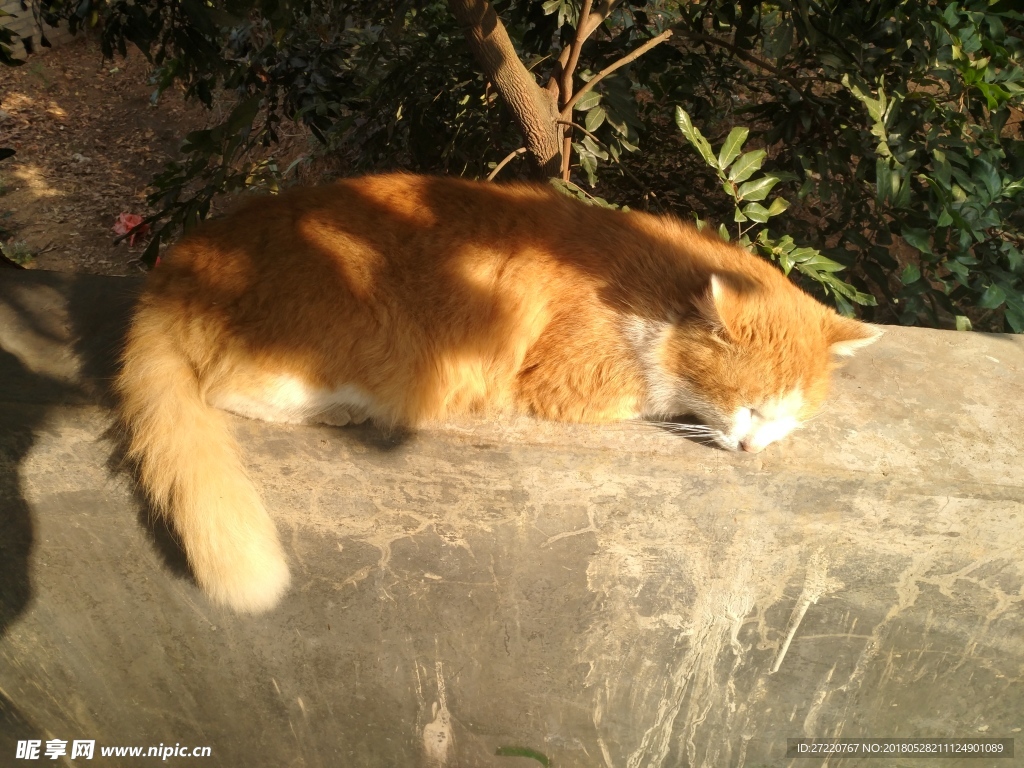 午后晒太阳的猫