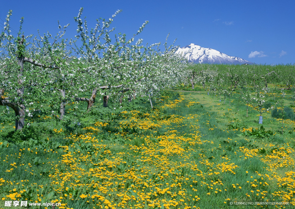 开满野花的草地