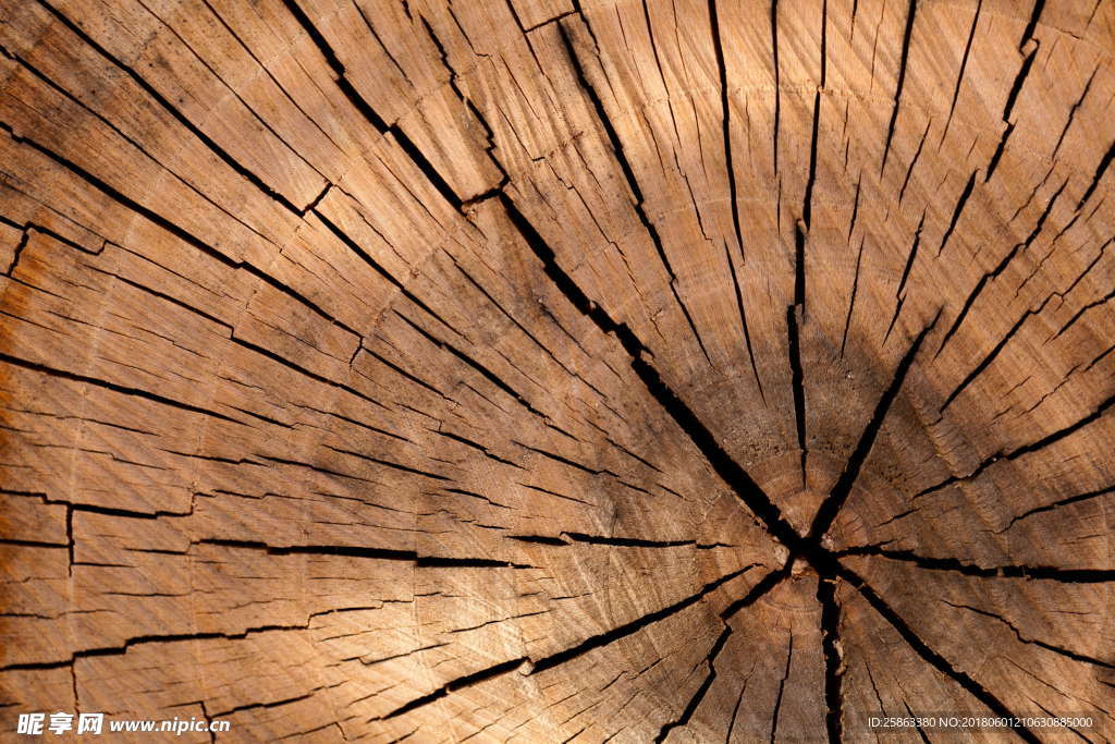 背景 纹理 树干