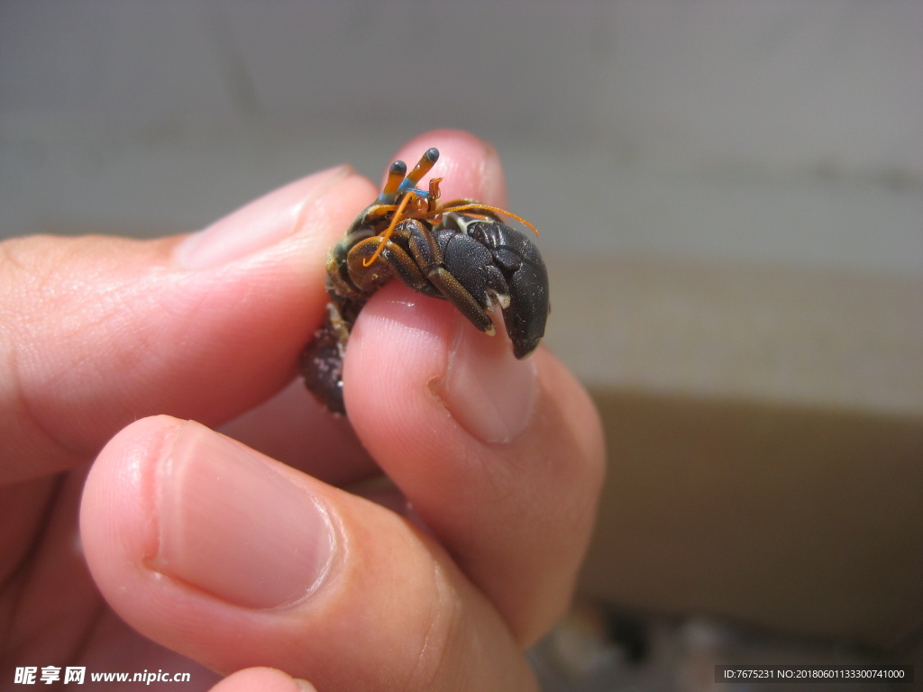 生物图鉴：寄居蟹的真实长相