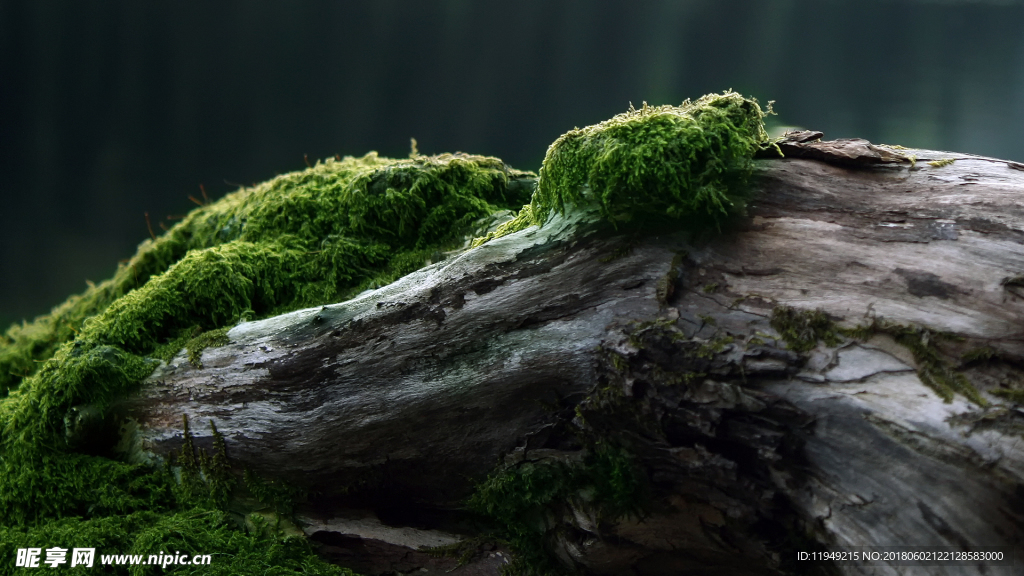 电脑桌面壁纸 高清壁纸写真