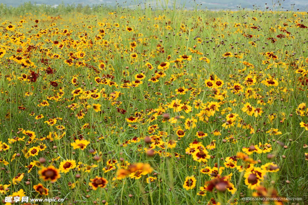 电脑壁纸图片风景动漫人物动物