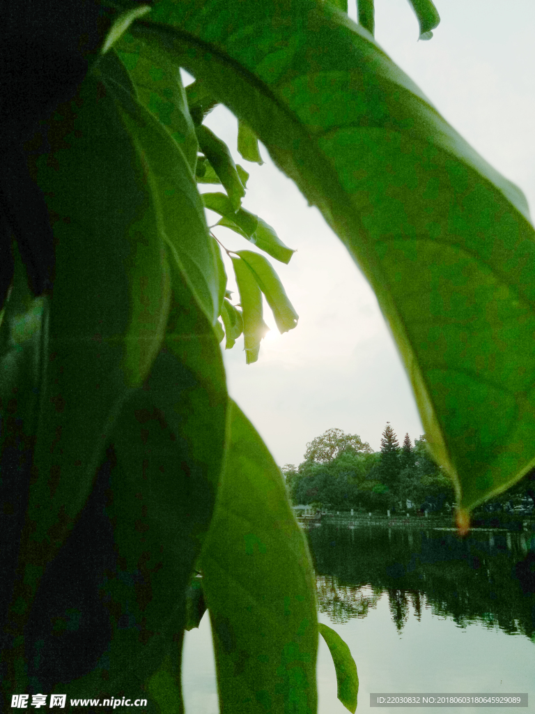 夕阳透过的绿叶