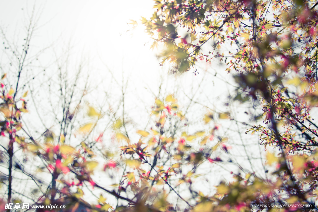 花草树木动漫 壁纸 卡通人物