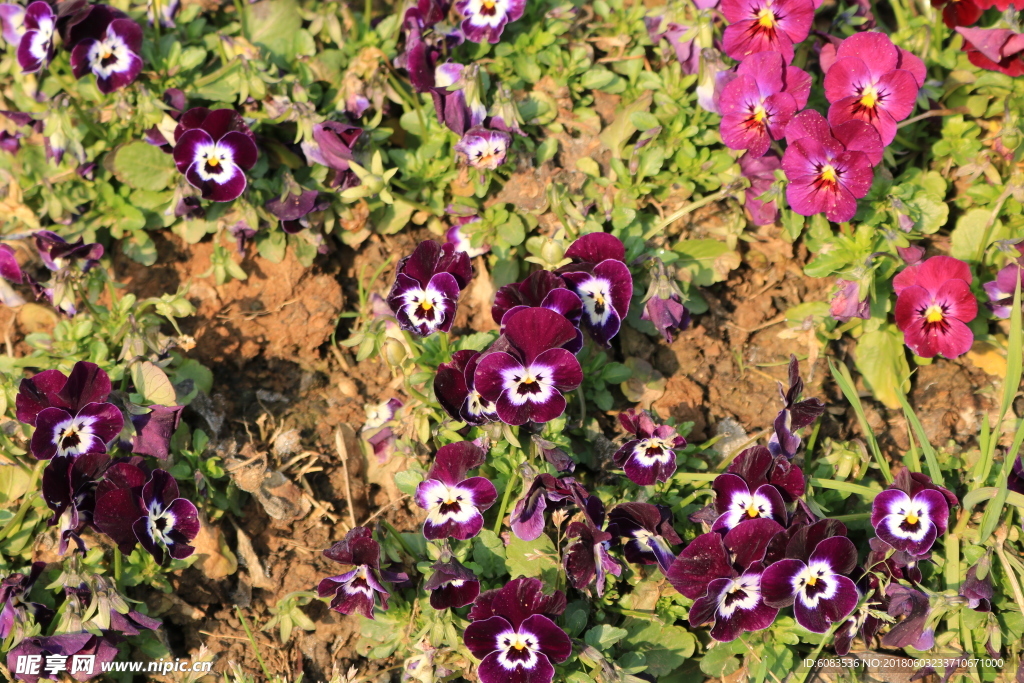 鲜花壁纸 卡通人物 动物桌面