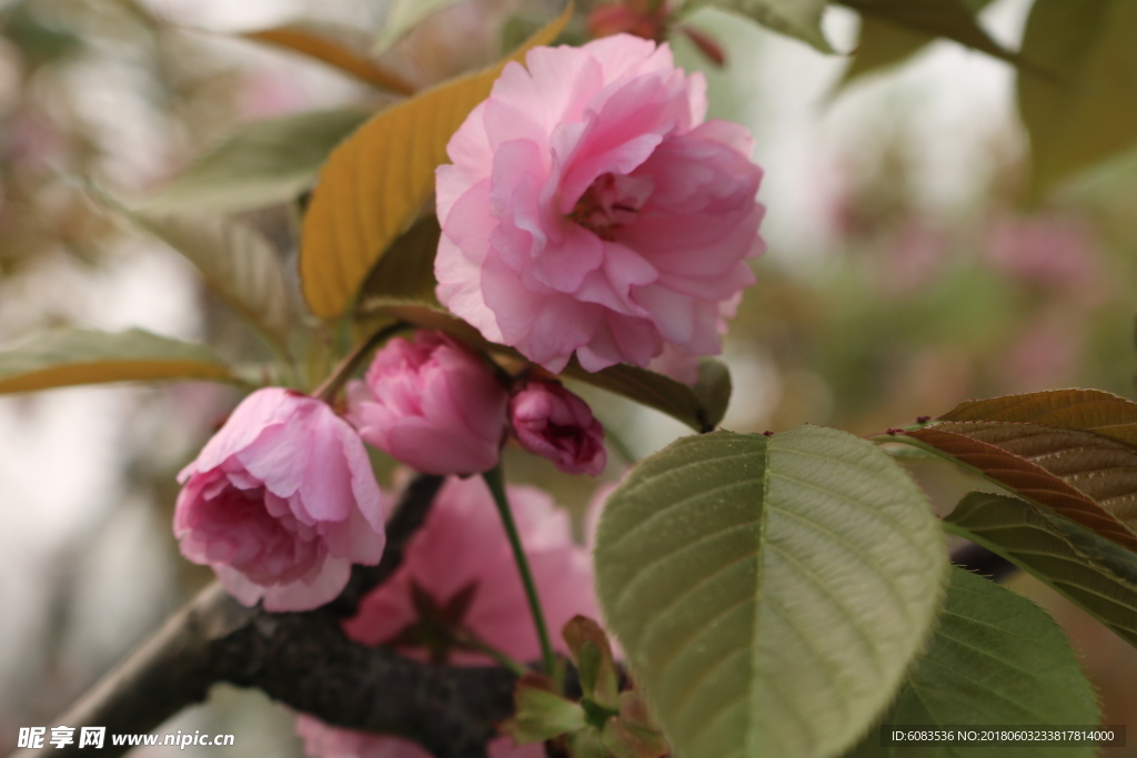 鲜花壁纸 卡通人物 动物桌面